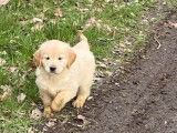 4 chiots Golden Retrievers LOF beige à vendre
