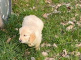 4 chiots Golden Retrievers LOF beige à vendre