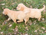 4 chiots Golden Retrievers LOF beige à vendre