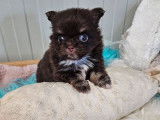 Un chiot Chihuahua chocolat LOF, de février 2024, à réserver