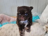 Un chiot Chihuahua chocolat LOF, de février 2024, à réserver