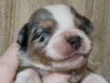 9 chiots Bergers Américains Miniatures LOF disponibles à la réservation