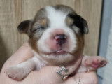 9 chiots Bergers Américains Miniatures LOF disponibles à la réservation
