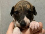 6 chiots Whippets LOF, de mars 2024, à réserver