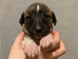 6 chiots Whippets LOF, de mars 2024, à réserver