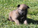 Chiot Berger Belge Malinois LOF femelle
