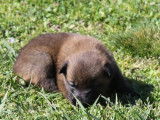 Chiot Berger Belge Malinois LOF femelle