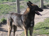 Chiot Berger Belge Malinois LOF femelle