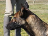 Chiot Berger Belge Malinois LOF femelle