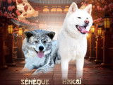 Mâles Akita inu lof - prestigieuses origines - hautes lignées japonaise