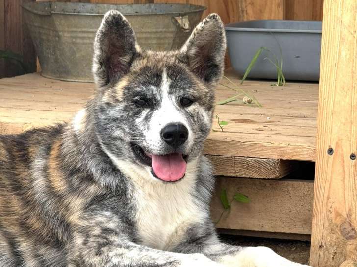 Mâles Akita inu lof - prestigieuses origines - hautes lignées japonaise