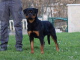8 chiots Rottweilers LOF, de mars 2024, à réserver