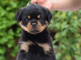 8 chiots Rottweilers LOF, de mars 2024, à réserver