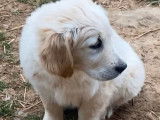 6 chiots Golden Retrievers LOF, de mars 224, à réserver