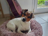 Mâle Jack Russell disponible pour saillie
