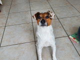 Mâle Jack Russell disponible pour saillie