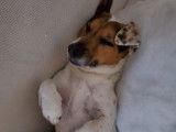 Mâle Jack Russell disponible pour saillie