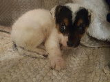 Mâle Jack Russell disponible pour saillie