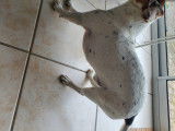 Mâle Jack Russell disponible pour saillie