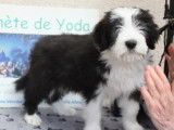 Chiots de race Bearded Collie &agrave; vendre (1 femelle & 2 m&acirc;les)