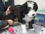 Chiots de race Bearded Collie &agrave; vendre (1 femelle & 2 m&acirc;les)