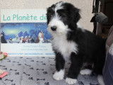 Chiots de race Bearded Collie &agrave; vendre (1 femelle & 2 m&acirc;les)