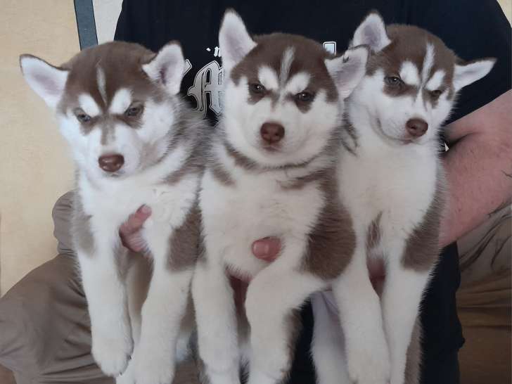 Magnifiques chiots Husky Sibérien à vendre