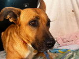 Layka, gentille chienne de 7 ans à adopter