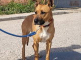 Layka, gentille chienne de 7 ans à adopter