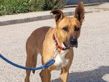Layka, gentille chienne de 7 ans à adopter