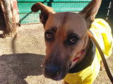 Layka, gentille chienne de 7 ans à adopter
