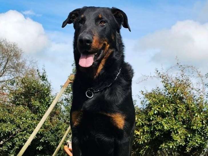 À vendre : 1 chien Beauceron LOF noir et feu, de décembre 2022