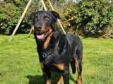 À vendre : 1 chien Beauceron LOF noir et feu, de décembre 2022