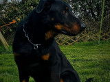 À vendre : 1 chien Beauceron LOF noir et feu, de décembre 2022