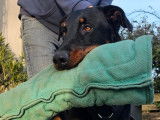 À vendre : 1 chien Beauceron LOF noir et feu, de décembre 2022