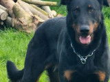 À vendre : 1 chien Beauceron LOF noir et feu, de décembre 2022