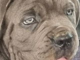 6 chiots Cane Corso LOF disponibles à la réservation