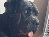 6 chiots Cane Corso LOF disponibles à la réservation