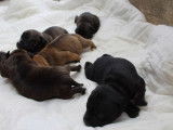 À réserver : 5 chiots Staffies LOF, de mars 2024