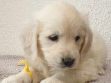 À vendre : 2 chiots femelles Golden Retrievers LOF au pelage sable