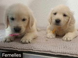 À vendre : 2 chiots femelles Golden Retrievers LOF au pelage sable