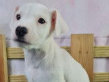 Jeune mâle Jack Russell LOF