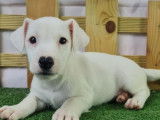 Jeune mâle Jack Russell LOF