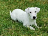 Jeune mâle Jack Russell LOF