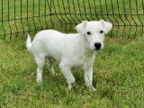Jeune mâle Jack Russell LOF