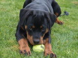 Chiot femelle Rottweiler LOF noir et feu à vendre