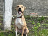 Chienne beige croisée moyenne de 3 ans, à adopter
