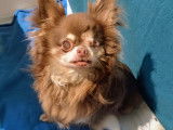 Chien Chihuahua chocolat de 7 ans, à adopter