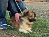 Petit chien brun de 3 ans disponible à l'adoption