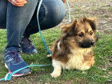 Petit chien brun de 3 ans disponible à l'adoption